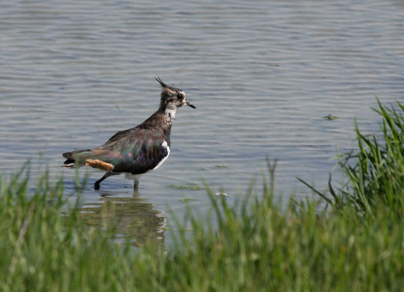 una mattinata fortunata